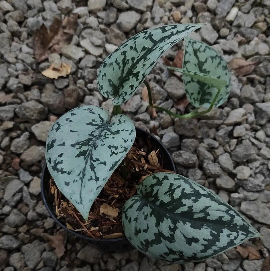 Scindapsus 'Silver Lady' - Rare Exotic Tropical Aroid Houseplant