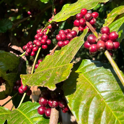 120+ Ijen Coffee Seeds (Coffea arabica var. 'Ijen') – Premium Volcanic Highland Specialty Arabica Bean Tree Seeds for Planting