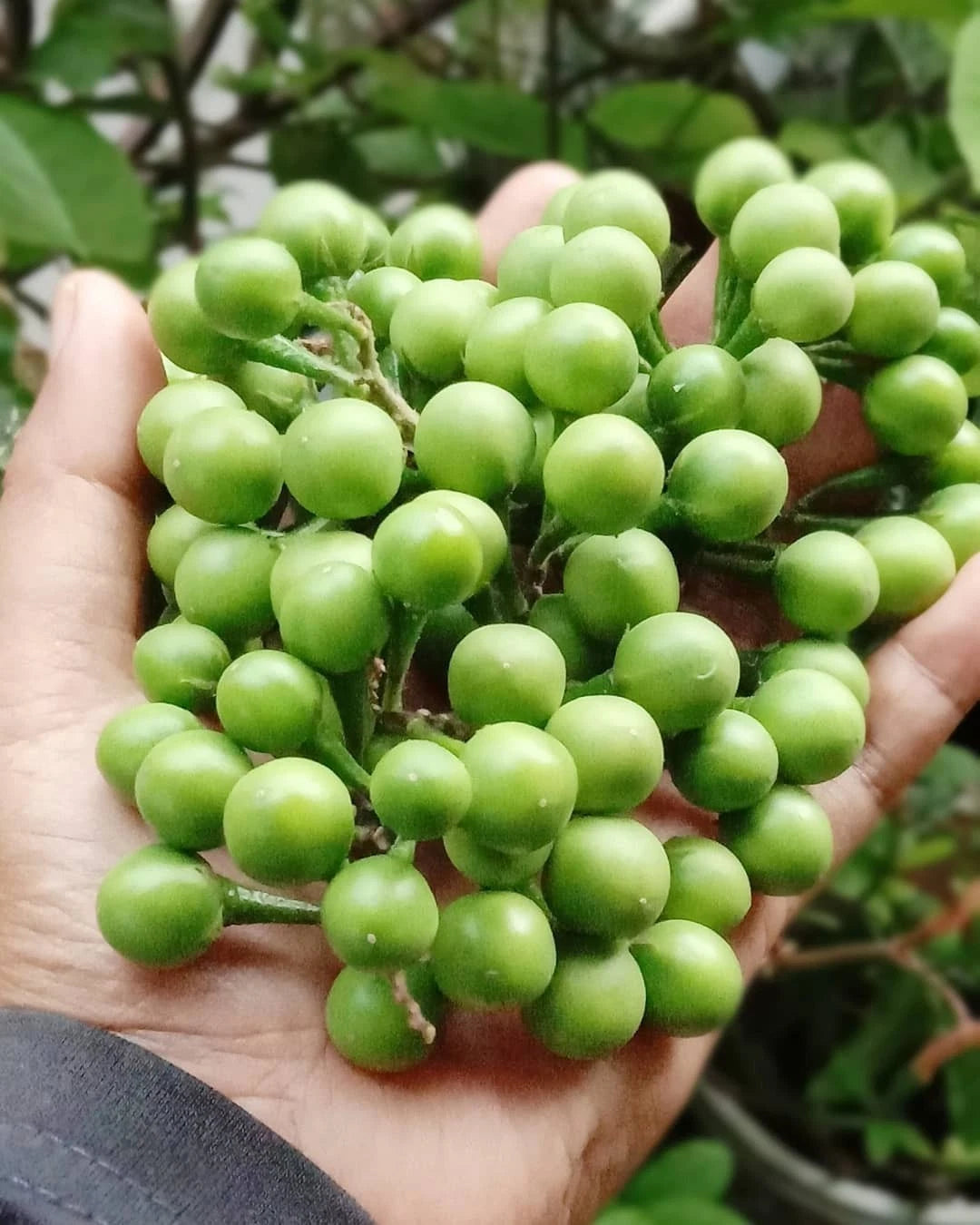 5,000+ Small Mini Eggplant Seeds (Solanum torvum) Takokak Pea Eggplant – Premium Certified Heirloom Wild Fruiting Vegetable Seeds for Planting