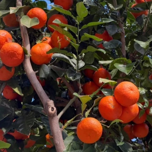 Reikou Orange (Citrus reticulata) – 100 Premium Reiko Mandarin Seeds