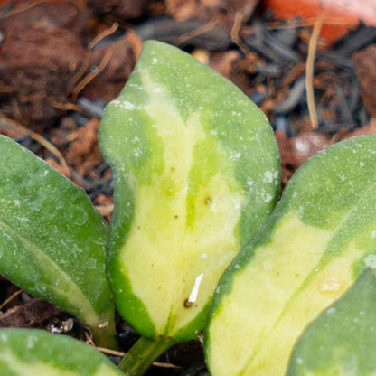 Hoya Lacunosa Golden Flame Seeds (Hoya lacunosa var. Golden Flame) – Premium Certified Rare Variegated Tropical Indoor Wax Plant Climbing Vine Seeds for Planting