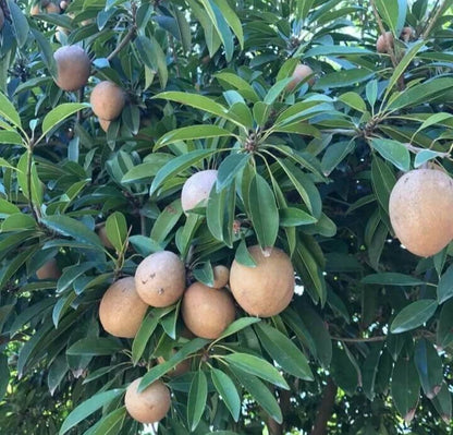 Kalipatti Sapodilla Seeds (Manilkara zapota 'Kalipatti') – 35+ Premium Rare Sweet Caramel Chikoo Seeds