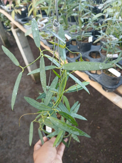 Dischidia thaithongiae (sp. Kalbar) – Rare Exotic Tropical Wax Plant