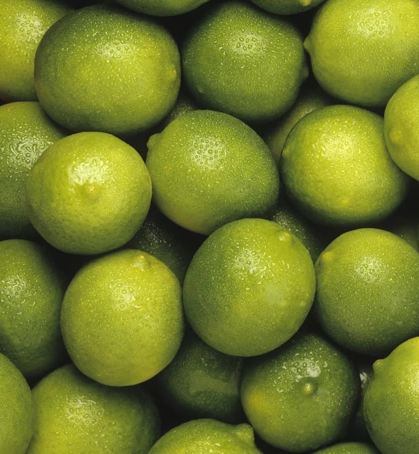 Persian Lime (Citrus latifolia) – 100+ Premium Seeds (Tahiti Lime)