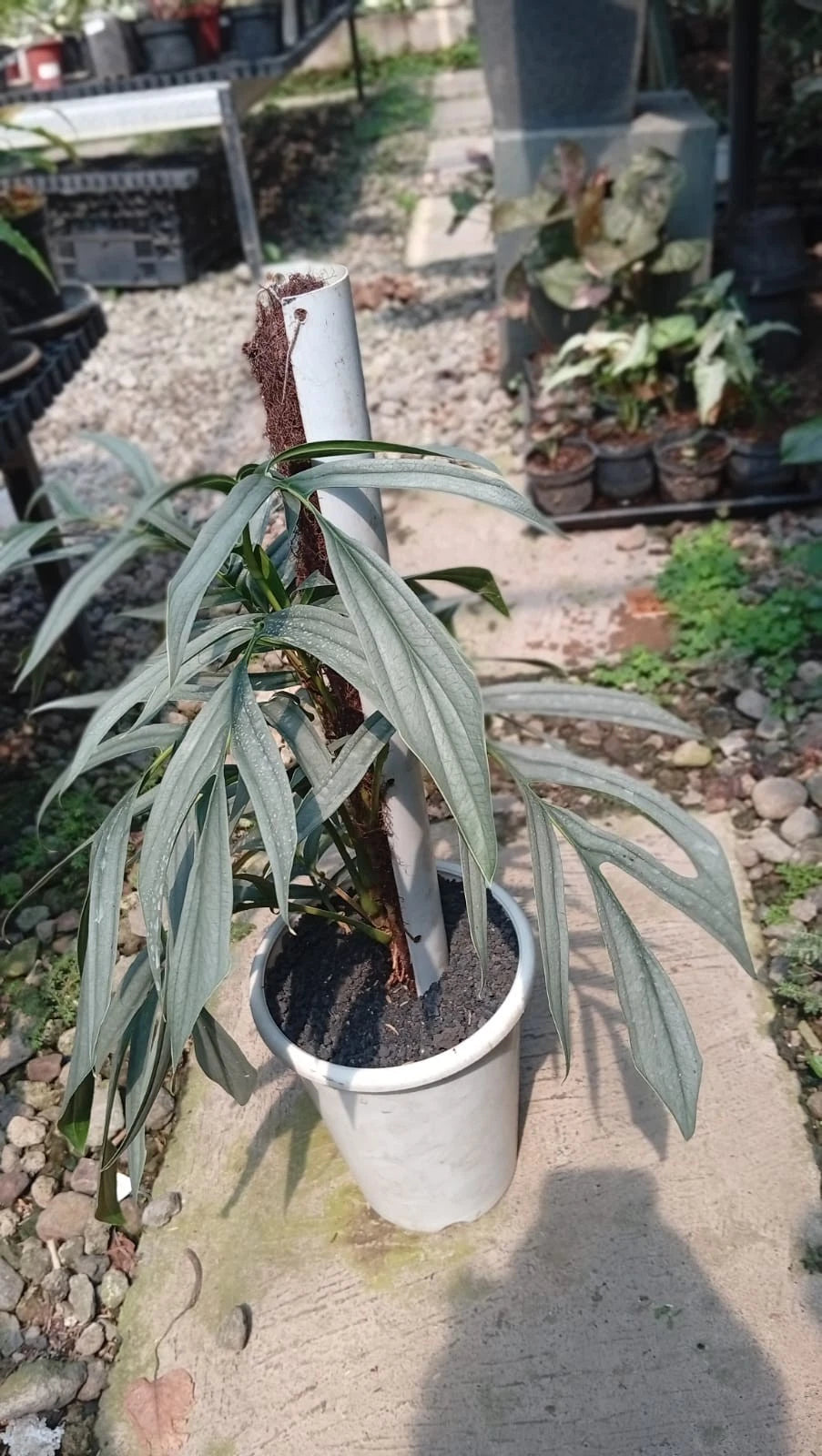 Rhaphidophora Tenuis Silver Borneo Seeds (Rhaphidophora tenuis 'Silver Borneo' / Rare Large-Size Variegated Aroid Climbing Plant Seeds) – Premium Exotic Botanical Specimen Plant Seeds for Planting