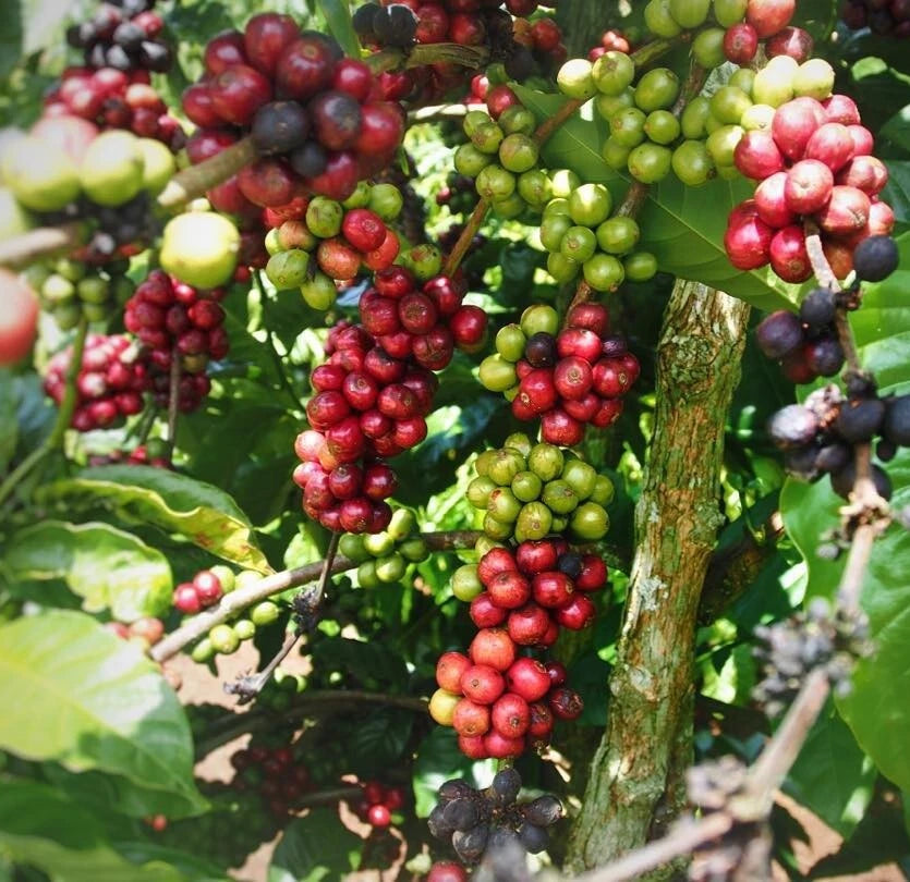 120+ Sidamo Coffee Seeds (Coffea sp. / Legendary Ethiopian Heirloom Arabica Coffee Cultivar Bean Seeds) – Premium Botanical Specimen Plant Seeds for Planting