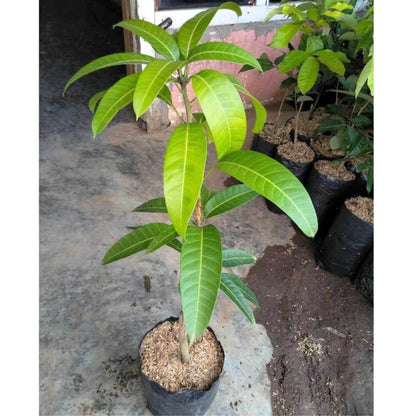 Premium Kiojay Mango Grafted Live Plant (Mangifera indica 'Kiojay') – Rare Exotic Tropical Fruit Tree Sapling (45cm–60cm) [Express Delivery]