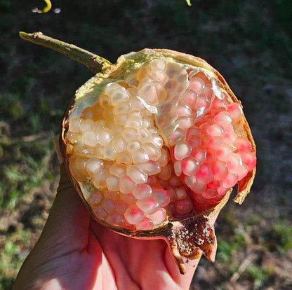 White Wonderful Pomegranate Seeds (Punica granatum 'White Wonderful') – 100+ Premium Fresh Rare Sweet White Pome Seeds