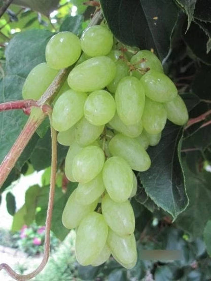 Premium Centennial Seedless Grape Seeds (Vitis vinifera var. Centennial) – Exotic Sweet White Table Grape Fruit Seeds for Planting (100+ Pcs)