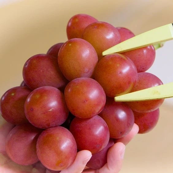 Ruby Roman Grape Seeds (Vitis vinifera var. Ruby Roman) – Premium Certified Ultra-Rare Luxury Japanese Table Grape Vine Seeds for Planting (100 Pcs)