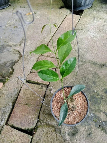 Hoya Unirana Seeds (Hoya unirana) – Rare Tropical Wax Plant & Exotic Climbing Epiphytic Vine for Planting
