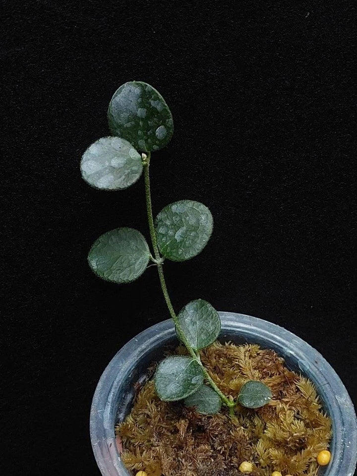 Hoya IM08 Mini Sp Papua Very Beautiful Leaves Rare Tropical Plant