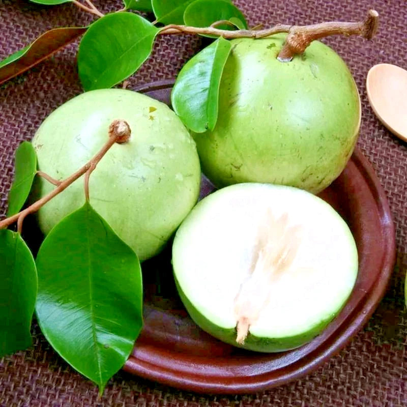 Green Star Apple Seeds (Chrysophyllum cainito) – 500+ Bulk Premium Exotic Fruit Seeds
