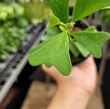 Hoya manipurensis – Rare Tropical Wax Plant