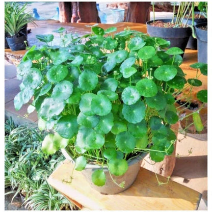 50+ Gotu Kola Seeds | Pegagan | Centella Asiatica | Medicinal Herb Seeds | Easy to Grow