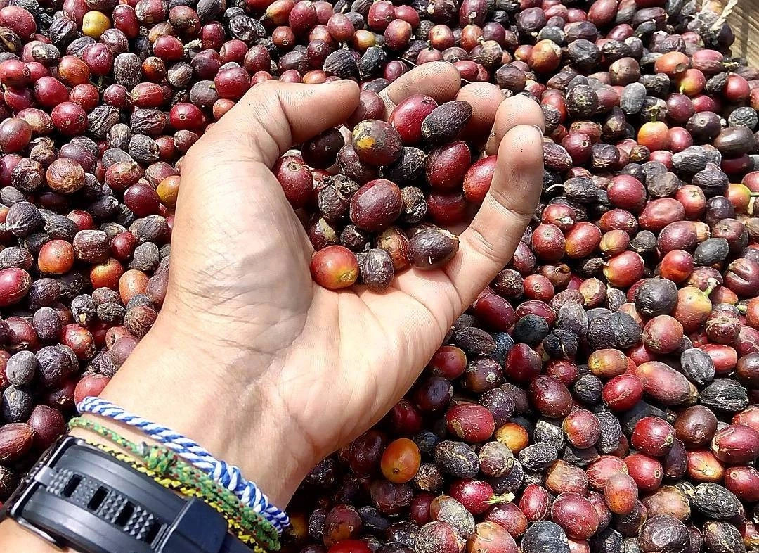 Komasti Coffee Seeds (Coffea arabica var. Komasti) – Premium Heirloom Specialty Coffee Bean Seeds for Planting (120+ Pcs)