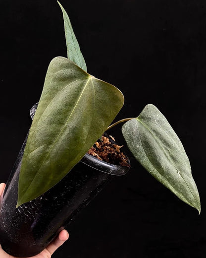Anthurium Portillae Rare Tropical House Plant | Collector Aroid | Exotic Indoor Anthurium