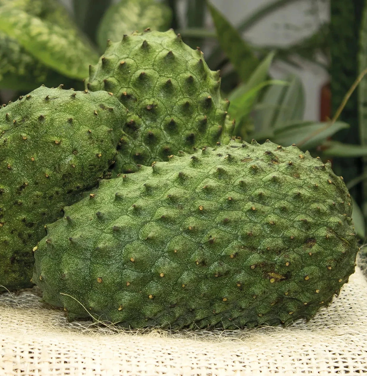 Premium 'Miami' Soursop Seeds (Annona muricata) – Elite Domesticated Graviola Heirloom Seeds (100+ Count)