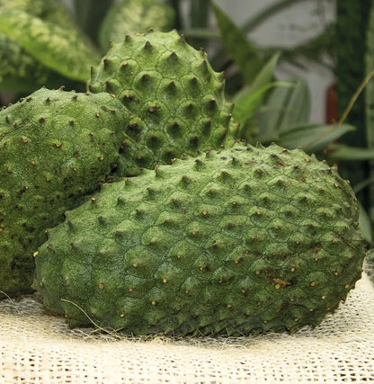 Premium 'Miami' Soursop Seeds (Annona muricata) – Elite Domesticated Graviola Heirloom Seeds (100+ Count)