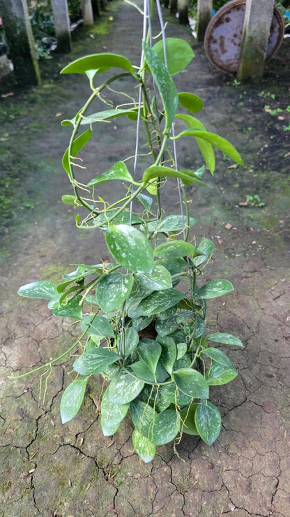 Real Pict Hoya Collina Splash Sp Papua - Lush Leaves Rare Tropical Wax Plant