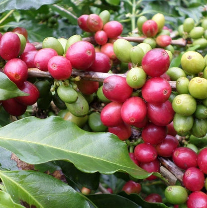 Gayo Coffee Seeds (Coffea arabica var. Gayo) – Premium Certified High-Yield Sumatran Gourmet Arabica Coffee Bean Plant Seeds for Planting (120 Pcs)