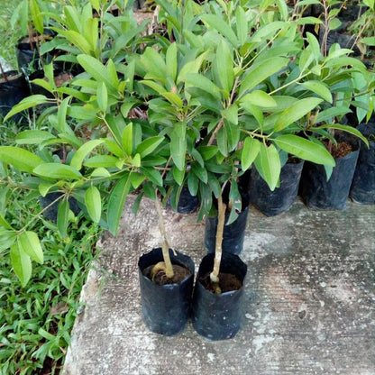 Sapodilla (Sawo) Australian Variety - Premium Grafted Fruit Tree