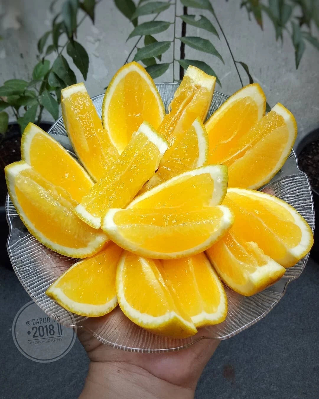 Baby Java Orange Seeds (Citrus reticulata var. Baby Java / 1000+ Fresh Sweet Citrus Fruit Seeds) – Premium Gourmet Tropical Citrus Plant Seeds for Planting
