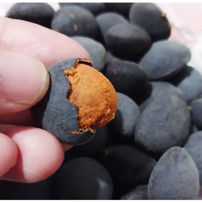 Velvet Tamarind Seeds (Dialium indum / 30+ Rare Exotic Tropical Fruit Tree Seeds) – Premium Botanical Specimen Plant Seeds for Planting