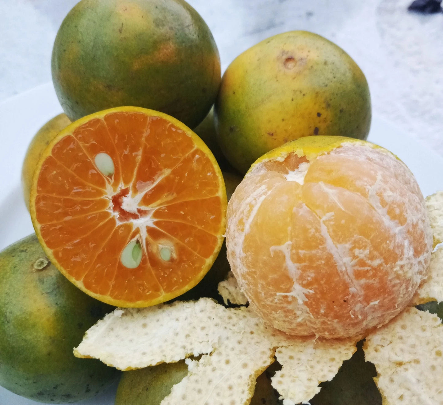 Calamansi Orange Seeds 100+ pcs (Citrus microcarpa) – Premium Certified Calamondin Sweet Citrus Tree Plant Seeds for Planting