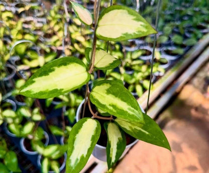 Hoya Verticillata Sp. Panglai 'Inner Variegated' – Rare Tropical Indoor Outdoor Wax Plant Certified Live Specimen for Planting