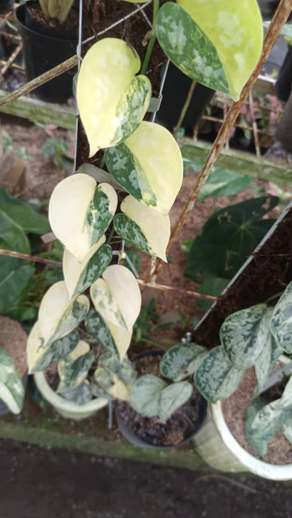 Rare Scindapsus Maripos Variegated Live Plant - Exotic Tropical Foliage