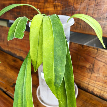 Anthurium vittariifolium – Rare Architectural Strap-Leaf Aroid