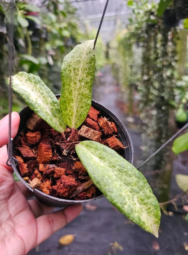 Hoya Crocodile Rare Wax Plant | Ultra Rare Collector Hoya | Tropical Indoor Houseplant | Rooted Live Plant