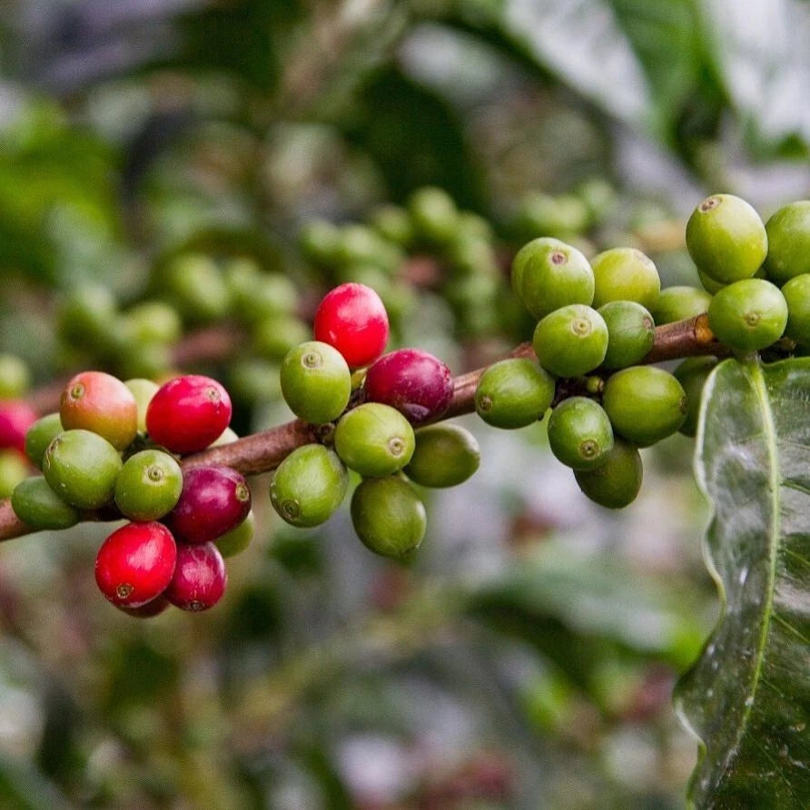 120+ SL34 Coffee Seeds (Coffea sp. / Premium Kenyan Highland Arabica Coffee Cultivar Bean Seeds) – Premium Botanical Specimen Plant Seeds for Planting