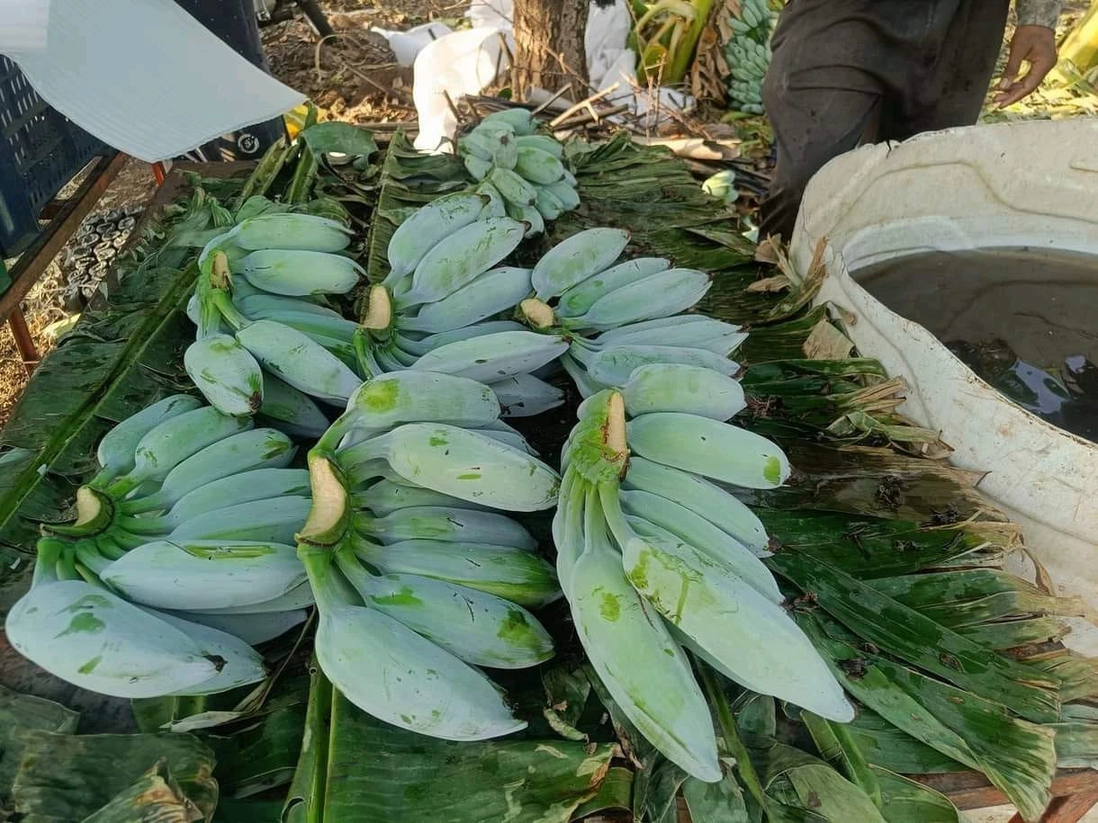 Blue Java Banana Seeds (Musa acuminata x balbisiana / 250+ Ice Cream Banana Fruit Tree Seeds) – Premium Exotic Botanical Specimen Plant Seeds for Planting