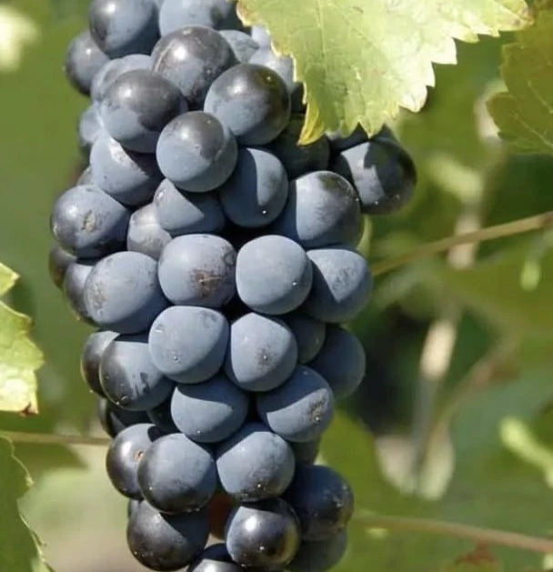 Muscat Bailey A Grape Seeds (Vitis vinifera) – 100+ Premium Japanese Red Table & Wine Grape Seeds