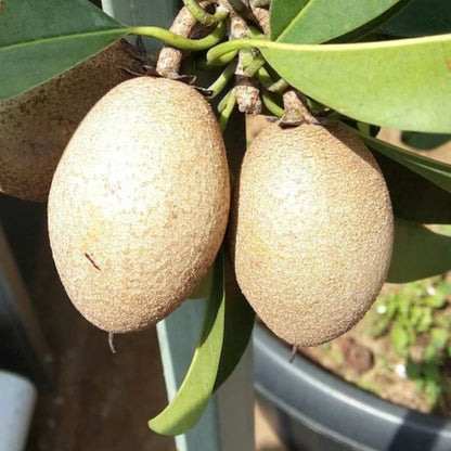 PKM-1 Sapodilla Seeds (Manilkara zapota) – 35 Premium High-Yielding Prolific Sweet Chikoo Seeds