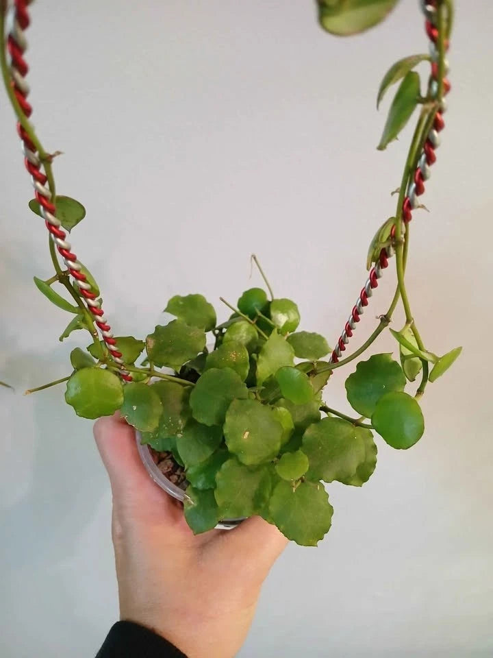 Hoya Endauensis Seeds (Rare Tropical Wax Plant Specimen) – Exotic Epiphytic Vine / Houseplant Seeds for Planting