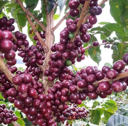 Premium Bourbon Purple Coffee Seeds (120+ pcs) - Authentic Coffea sp. Exotic Purple Bean Coffee Tree