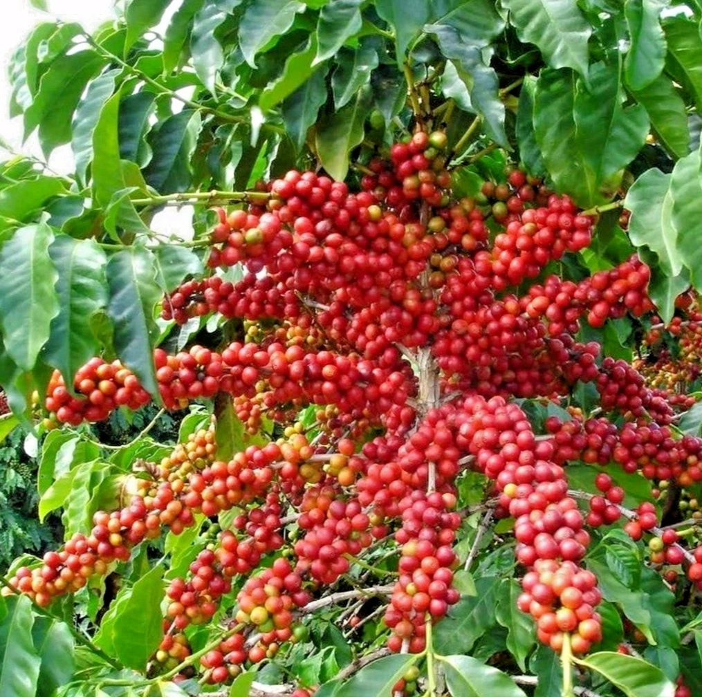 Mundo Novo Coffee Seeds (120+ Bulk Seeds, Coffea arabica var. Mundo Novo) – Premium Brazilian High-Yield Gourmet Coffee Bean Plant Seeds for Planting