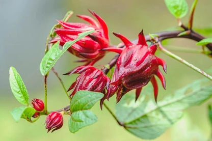 Red Roselle Hibiscus Seeds (Hibiscus sabdariffa) – 2.000++ Premium Heirloom Deep Crimson Roselle Seeds for Planting