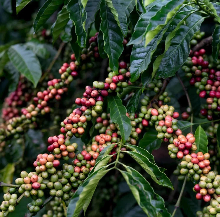 Fresh Typica Indian Coffee Seeds (Coffea arabica var. Typica) – Certified Heirloom Indian Arabica Coffee Bean Seeds for Planting (120 Pcs)