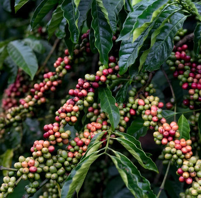 Fresh Typica Indian Coffee Seeds (Coffea arabica var. Typica) – Certified Heirloom Indian Arabica Coffee Bean Seeds for Planting (120 Pcs)