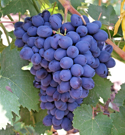 Amos Grape Seeds (Vitis vinifera / 100+ Premium Sweet Amos Table Grapevine Fruit Seeds) – Premium Exotic Botanical Specimen Plant Seeds for Planting