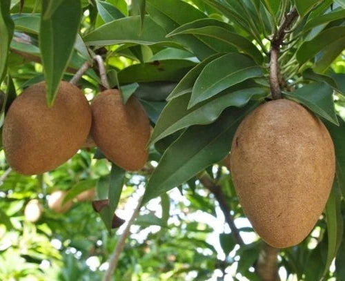 Brown Sugar Sapodilla Seeds (Manilkara zapota) – 35+ Premium Fresh Sweet Chikoo / Sawo Fruit Seeds for Planting