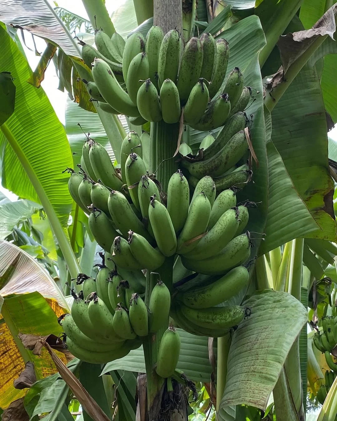 100+ FHIA-17 Banana Seeds (Musa acuminata) | Exotic Banana Fruit | Tropical Banana Tree | Rare Fruit Seeds