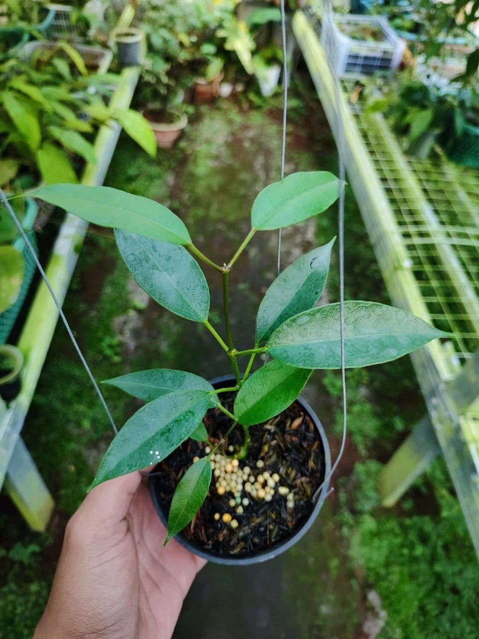 Hoya gildingii - Rare & Fragrant Tropical Wax Plant