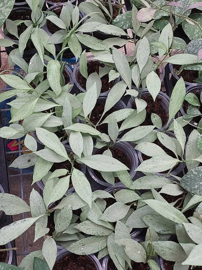 Hoya Nicholsoniae New Guinea Silver Ghost Rare Tropical Indoor Outdoor Wax Plant Seeds / Cuttings (Hoya nicholsoniae) – Premium Certified Silver Splash Waxflower Plant for Planting