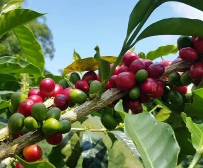 Typica Indian Coffee Seeds (Coffea arabica var. Typica India) – Premium Heirloom Monsoon-Grown Specialty Coffee Bean Seeds for Planting (100 Pcs)