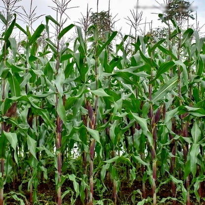 Purple Waxy Corn Seeds (Zea mays ceratina) – 250+ Premium Seeds for Planting